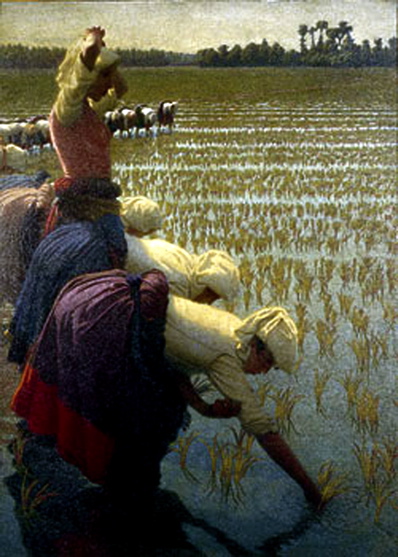 Morbelli Rizières