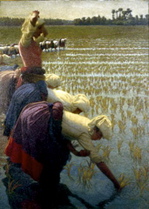 Morbelli Rizières